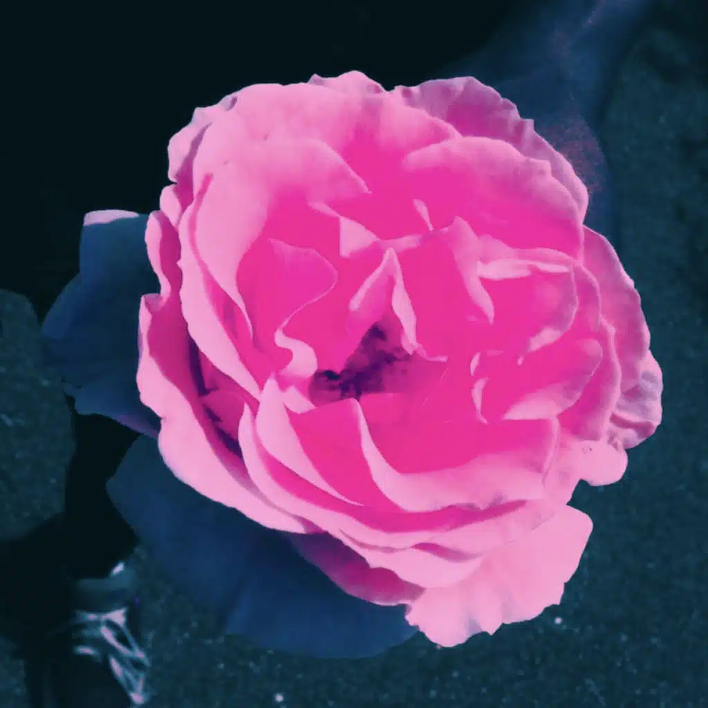 artist-header-image