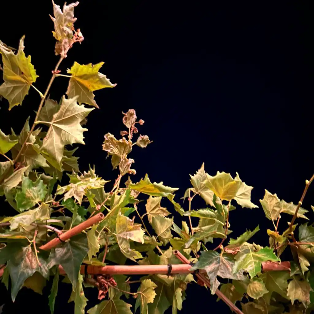 header-image