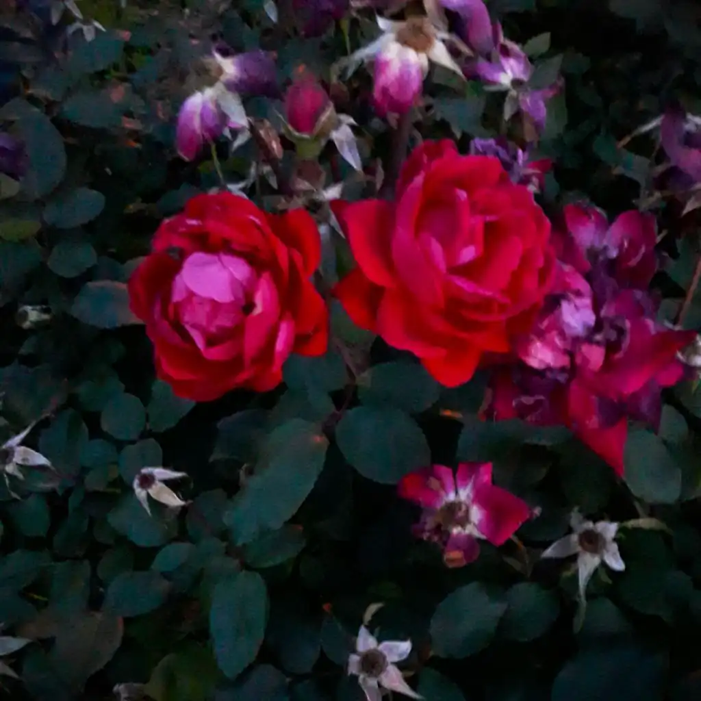 header-image