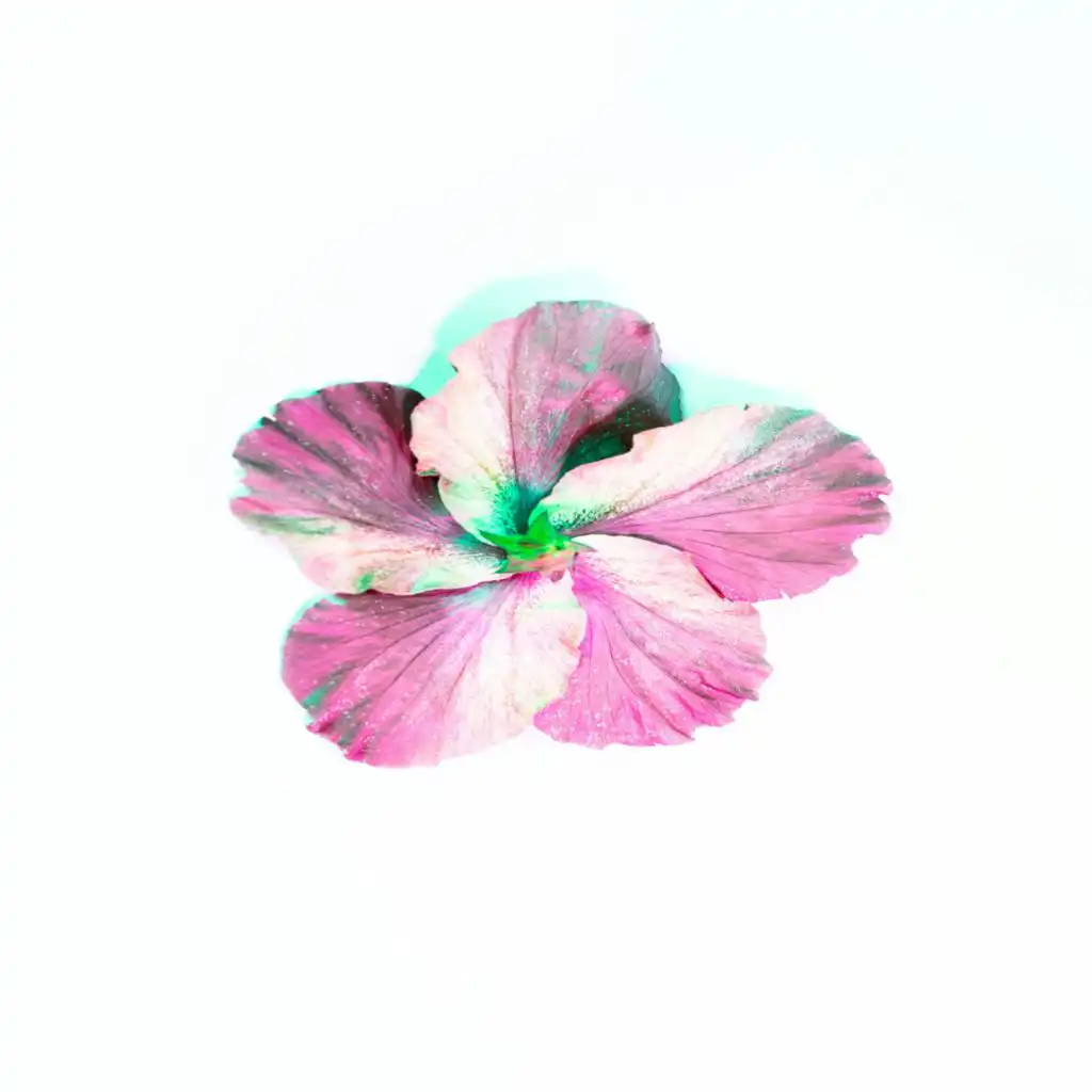 artist-header-image