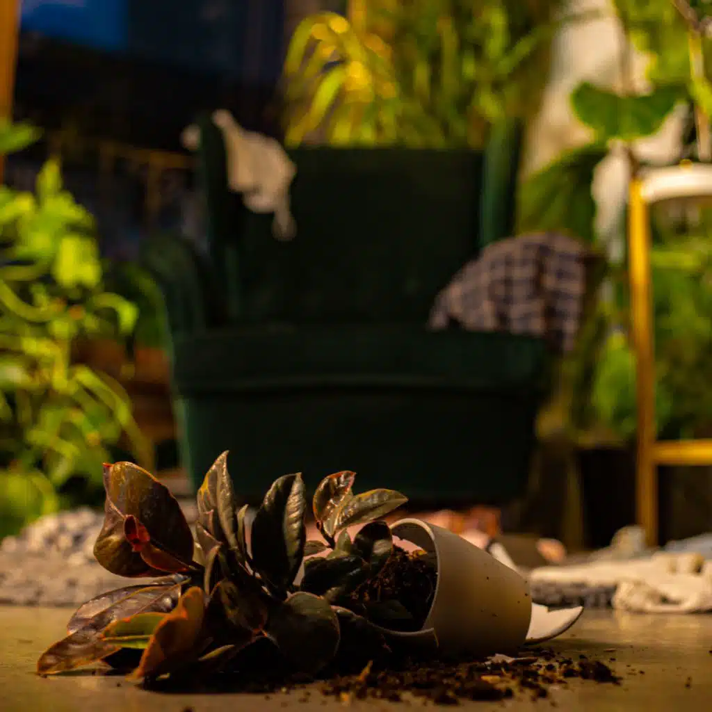 header-image