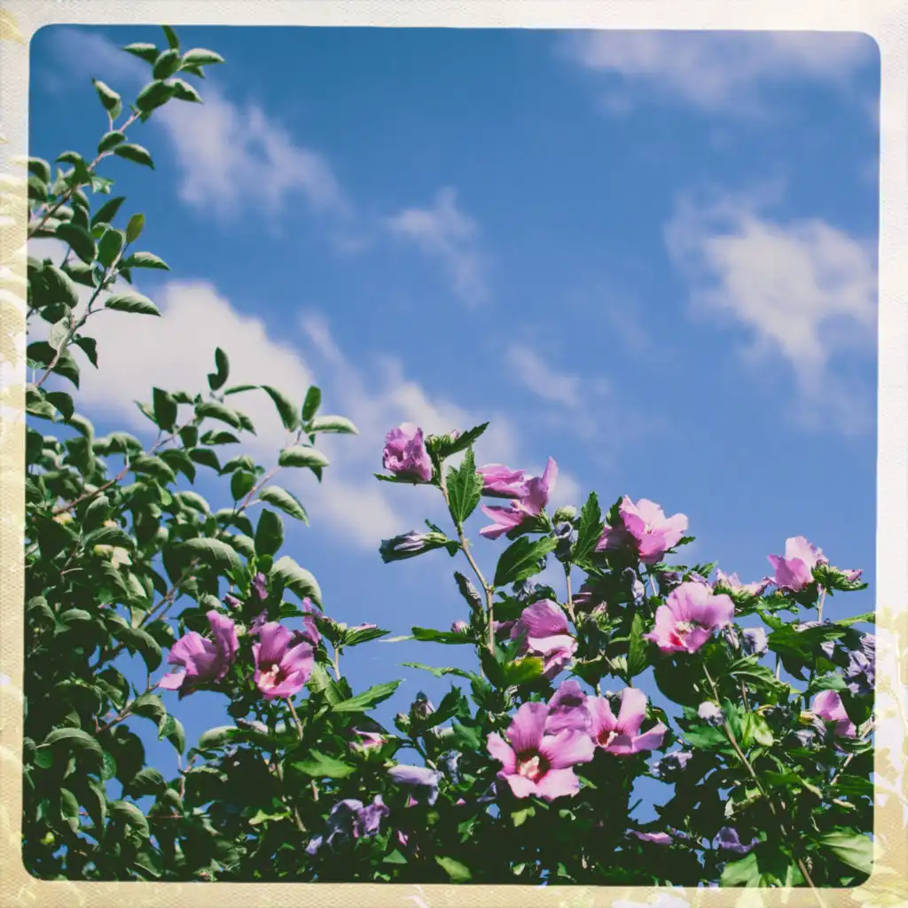 header-image