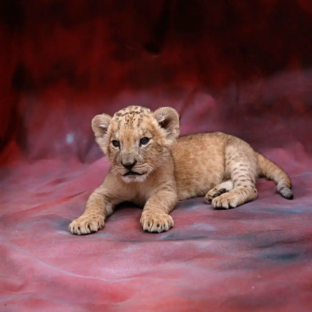 episode-header-image