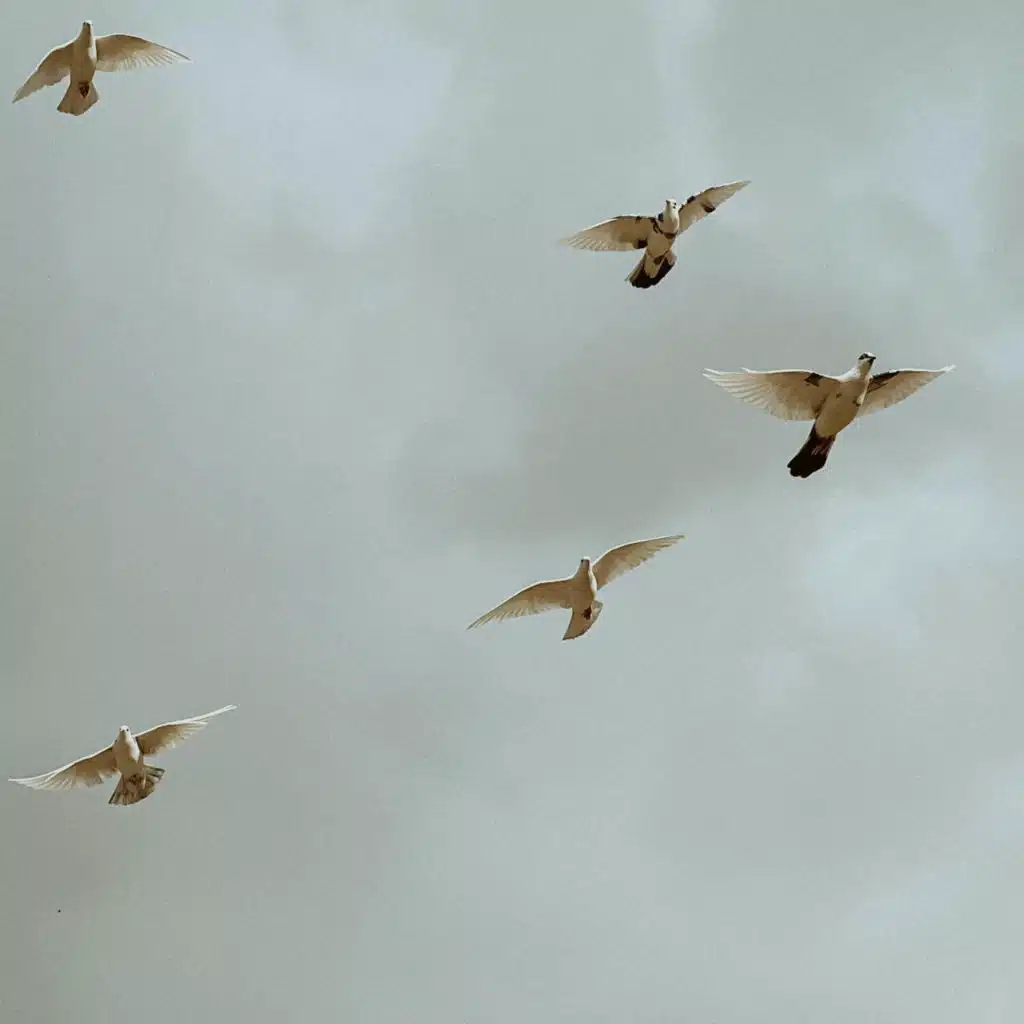 header-image
