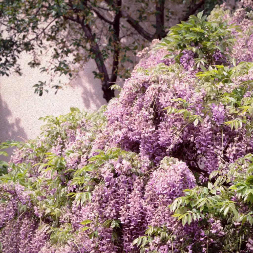 artist-header-image