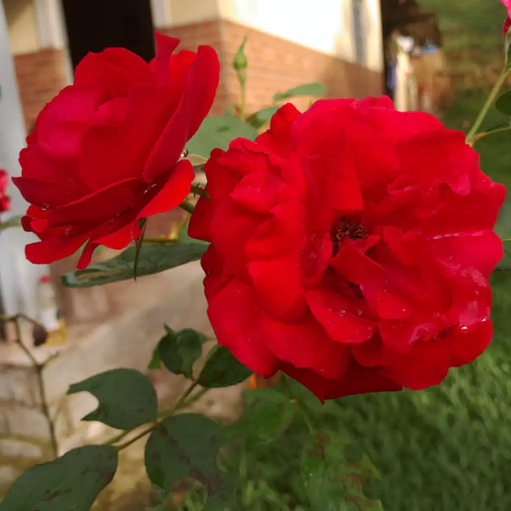header-image
