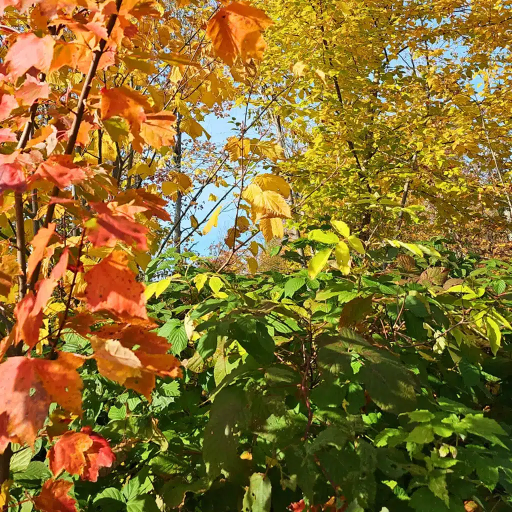 header-image