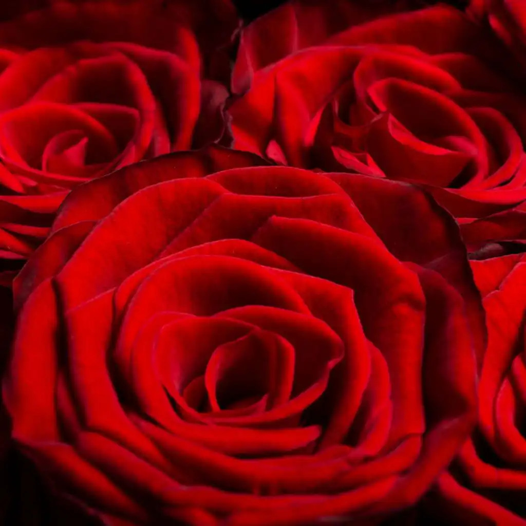 header-image