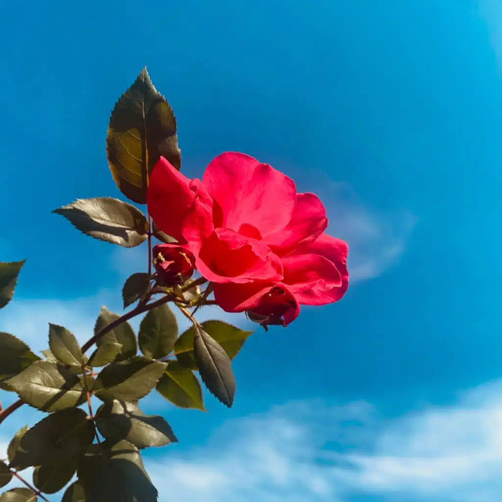 header-image