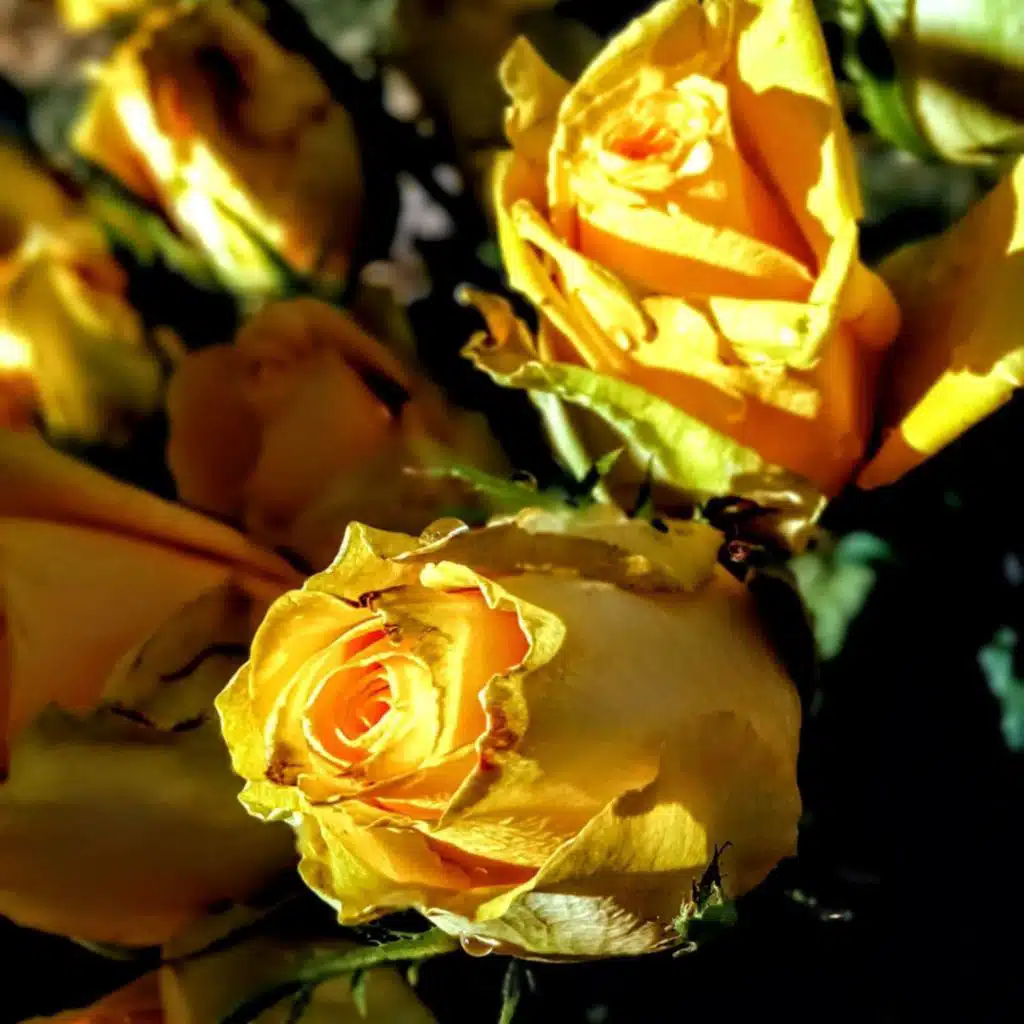 header-image