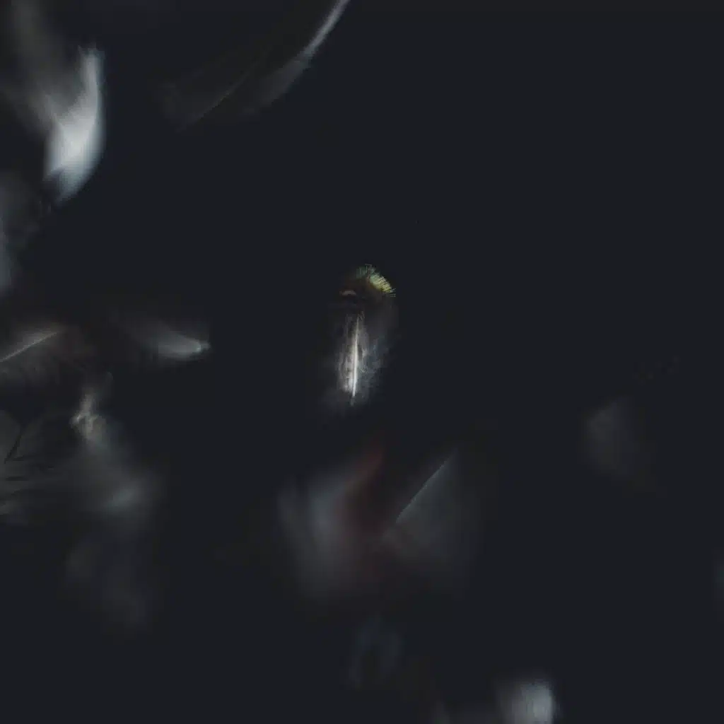 artist-header-image