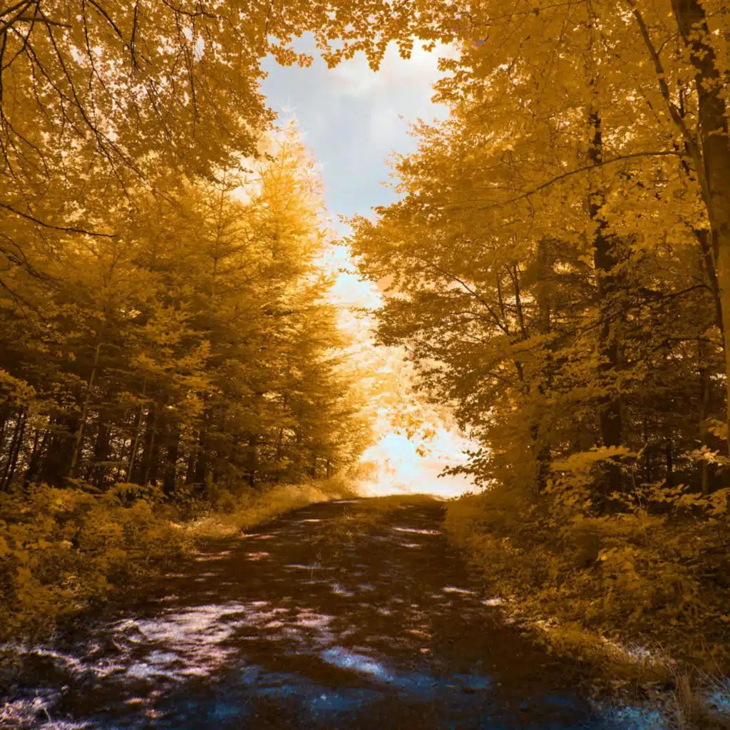 header-image