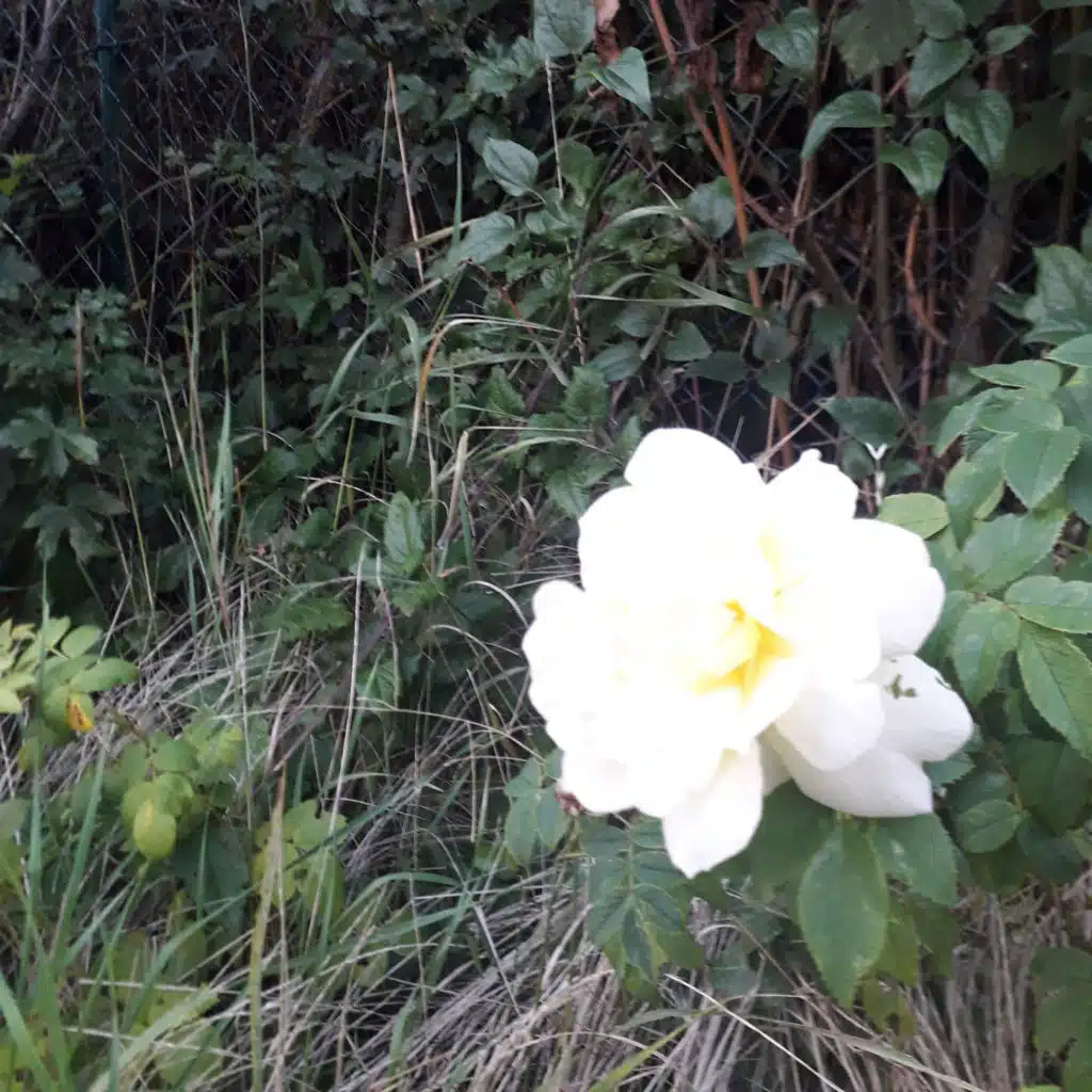 header-image