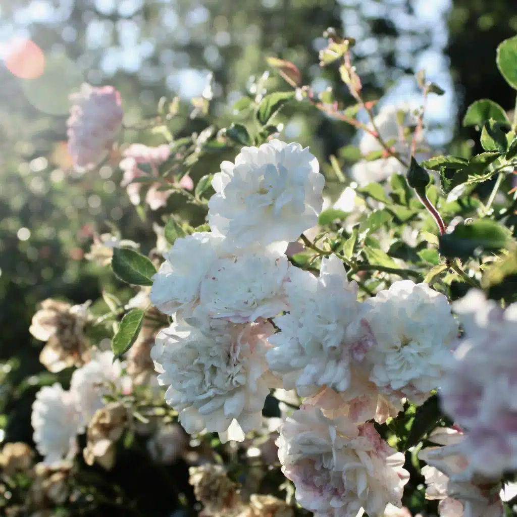 artist-header-image