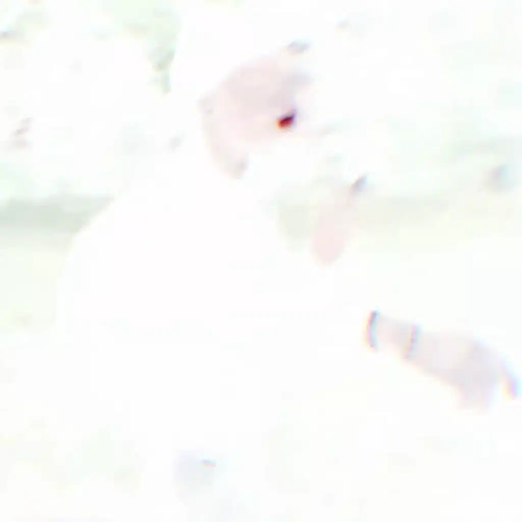 artist-header-image