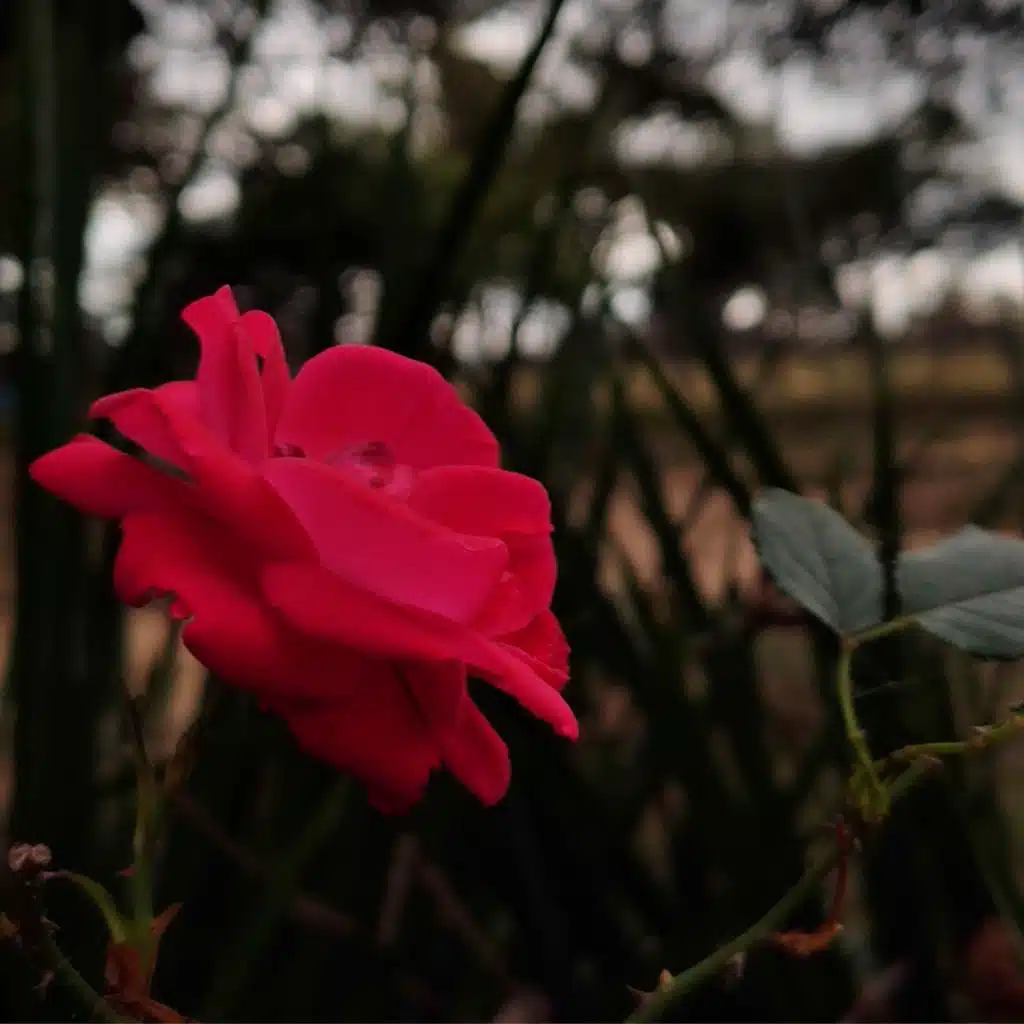 header-image