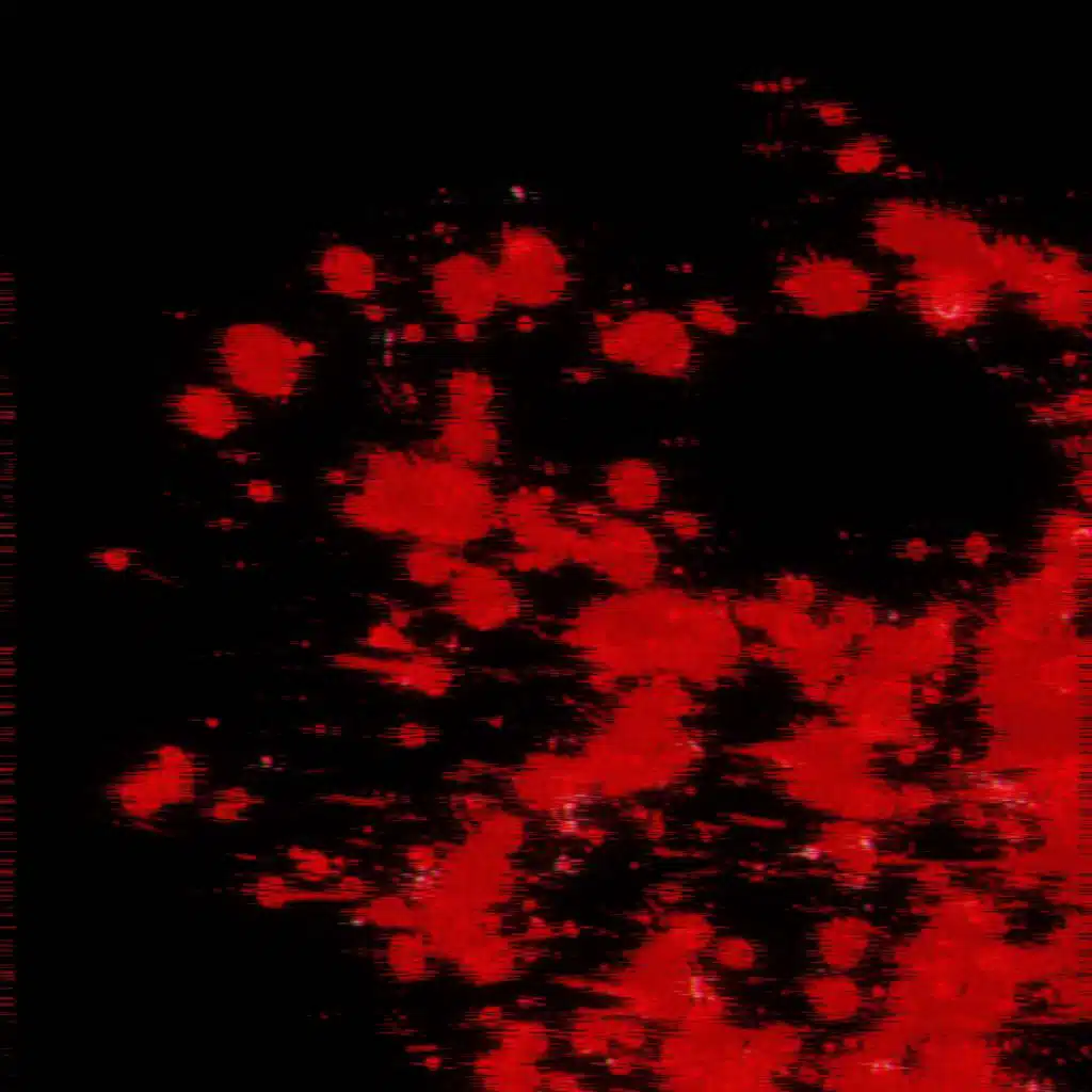artist-header-image