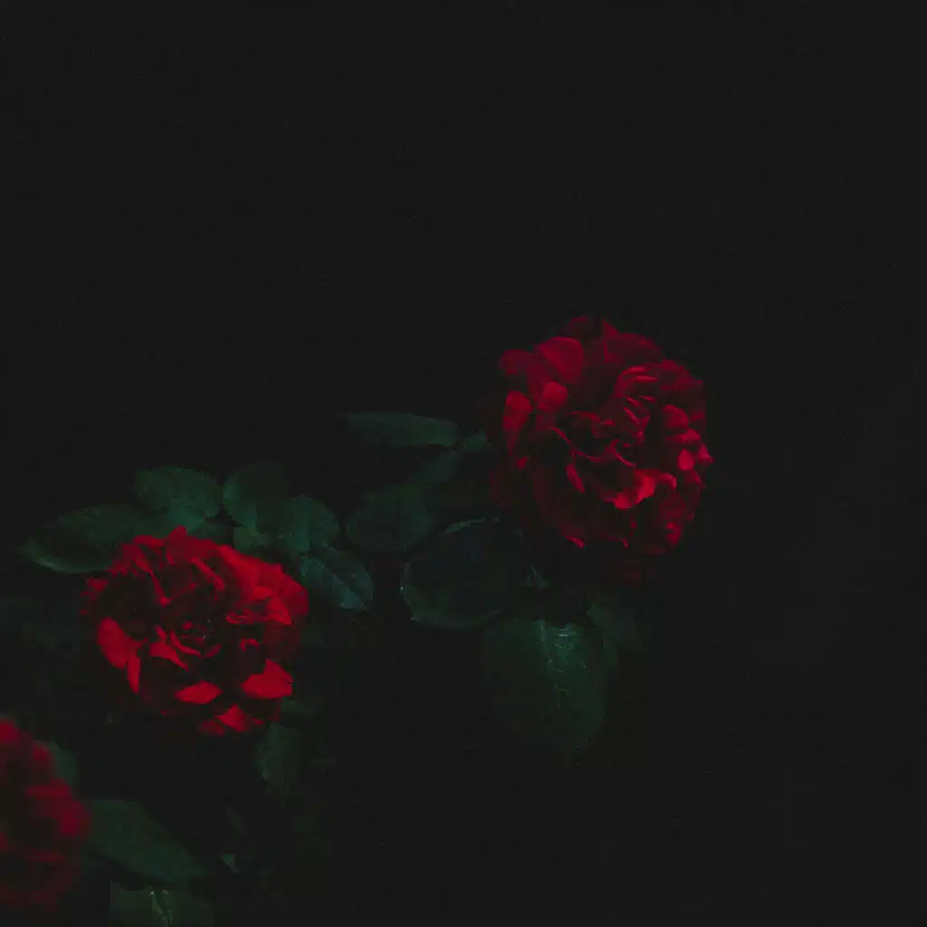 artist-header-image