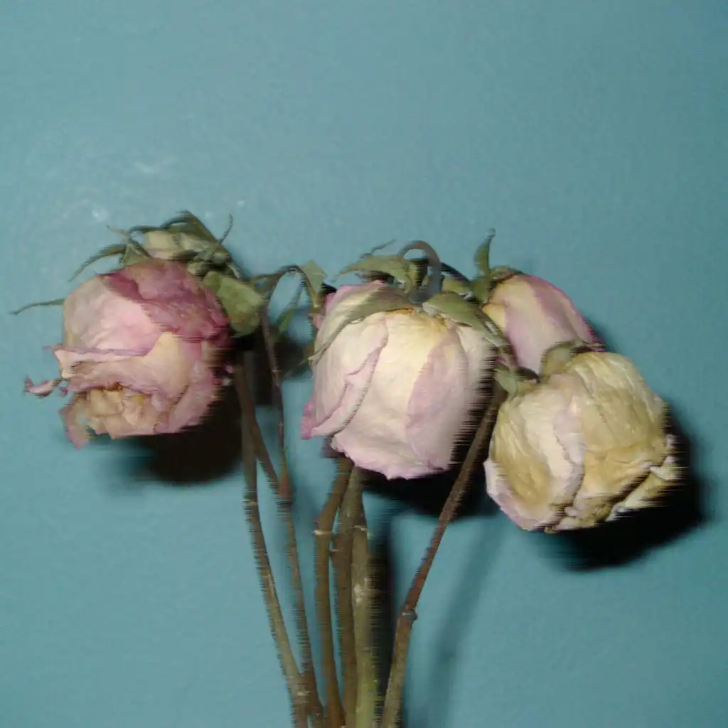 artist-header-image